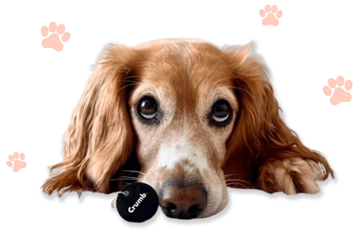 dog with crumb tag paws