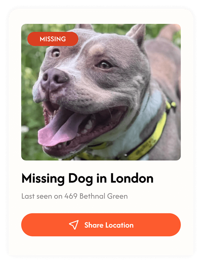 Pet Missing