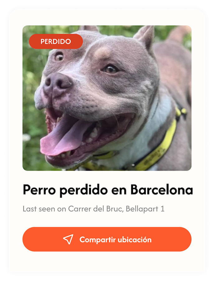 Mascota perdida