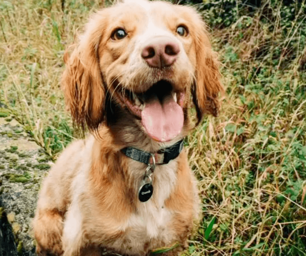 Doggy Picture