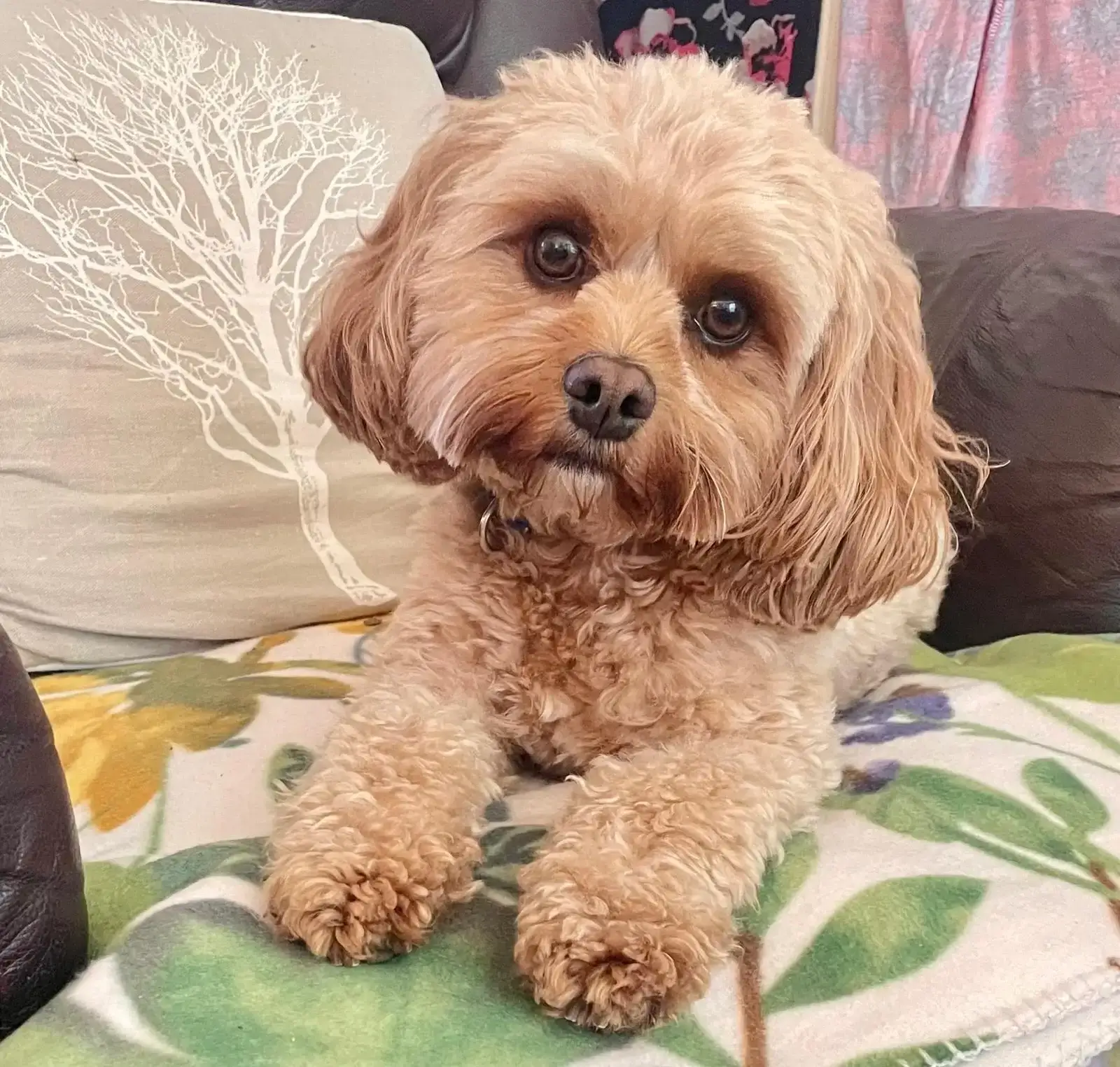Audrey