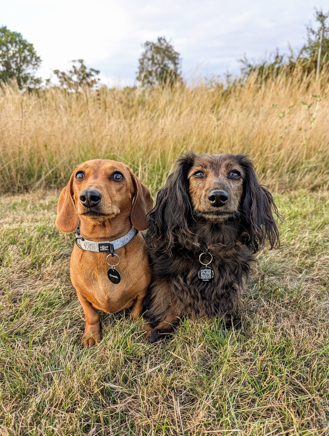 Trusted Pets