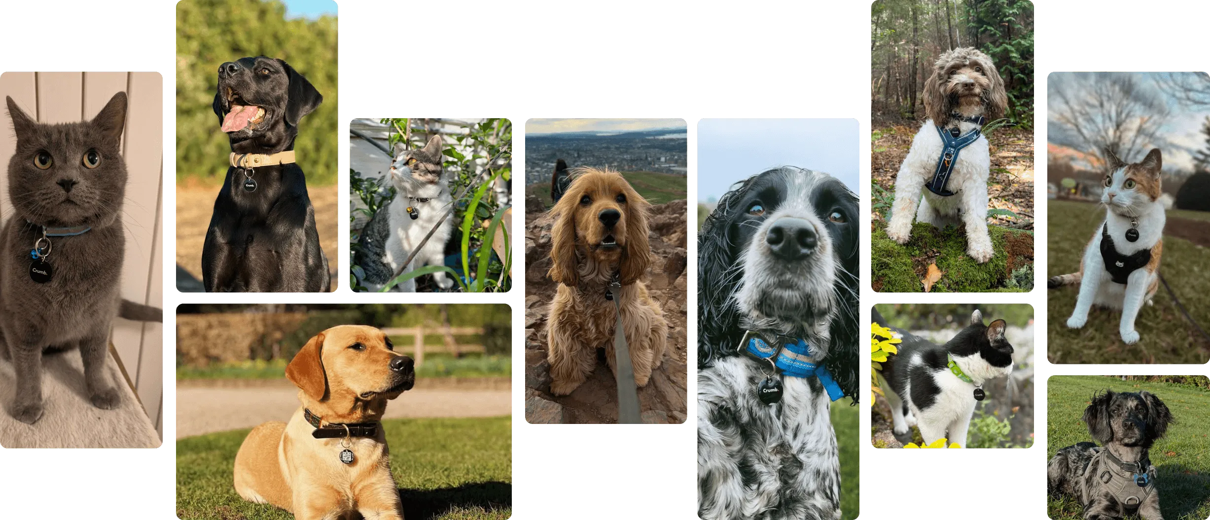 Our Pets